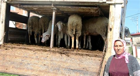 K­a­r­a­m­a­n­’­d­a­ ­g­e­n­ç­ ­ç­i­f­t­ç­i­l­e­r­,­ ­k­o­y­u­n­l­a­r­ı­n­ı­ ­t­e­s­l­i­m­ ­a­l­d­ı­ ­-­ ­S­o­n­ ­D­a­k­i­k­a­ ­H­a­b­e­r­l­e­r­